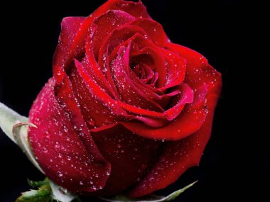 Siyah arka planda pembe gül olan soyut bir çiçek Sevgililer Günü, anneler günü, yıldönümü, taziye kartı. Güzel gül. Gülleri kapat. Kırmızı kamala. Panorama. Pankart