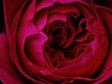 Siyah arka planda pembe gül olan soyut bir çiçek Sevgililer Günü, anneler günü, yıldönümü, taziye kartı. Güzel gül. Gülleri kapat. St. James Parkı