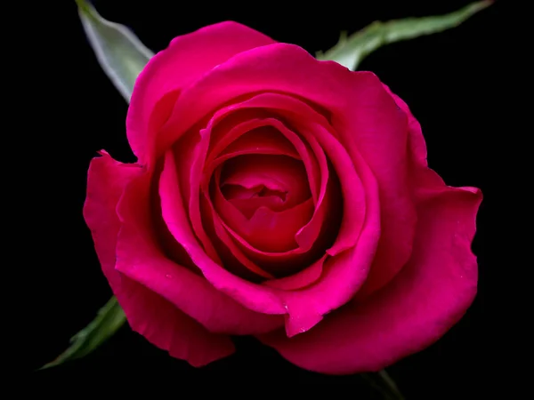 滴在玫瑰上 带有粉红玫瑰的抽象花朵在黑色背景上 情人节 母亲节 周年纪念日 吊唁卡片 美丽的玫瑰 关闭玫瑰 红色的Kamala 红玫瑰 — 图库照片