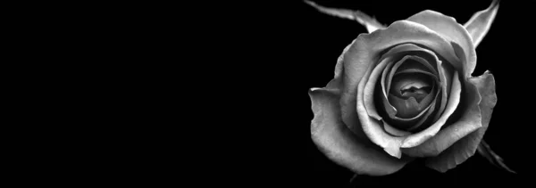 drops on roses. Abstract flower black white rose on black background - Valentines, Mothers day, anniversary, condolence card. Beautiful rose. close up roses . monochrome. panorama