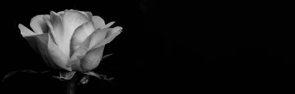 バラの花だ 抽象的な花の黒白は黒の背景にバラ バレンタイン 母の日 記念日 お悔やみカード 美しいバラ バラを閉めろ モノクロだ パノラマ — ストック写真