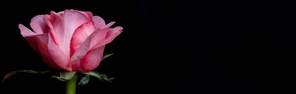Краплі Троянд Абстрактна Квітка Рожевою Трояндою Чорному Тлі Валентина День — стокове фото