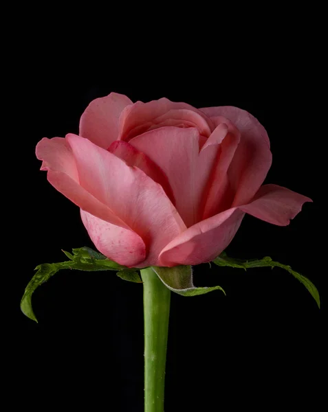 滴在玫瑰上 带有粉红玫瑰的抽象花朵在黑色背景上 情人节 母亲节 周年纪念日 吊唁卡片 美丽的玫瑰 关闭玫瑰 红色的Kamala — 图库照片