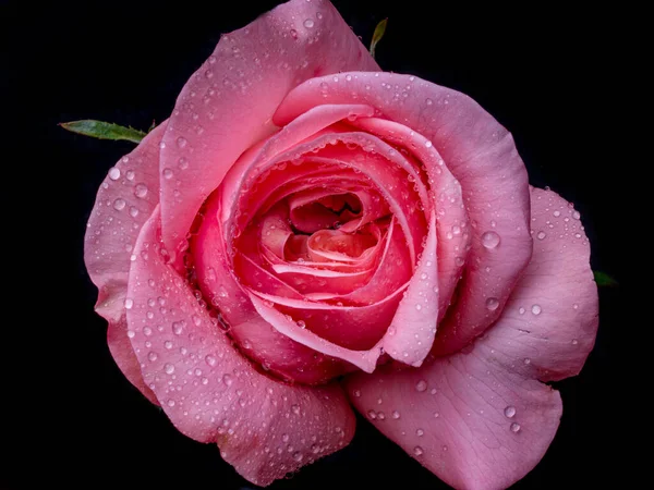 Tropfen Auf Den Heißen Stein Abstrakte Blume Mit Rosa Rose — Stockfoto