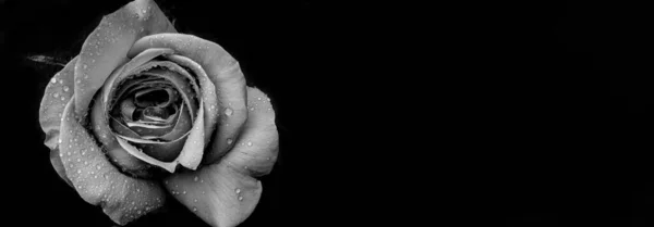 Краплі Троянд Абстрактна Чорна Квітка Чорному Тлі Валентина День Матері — стокове фото