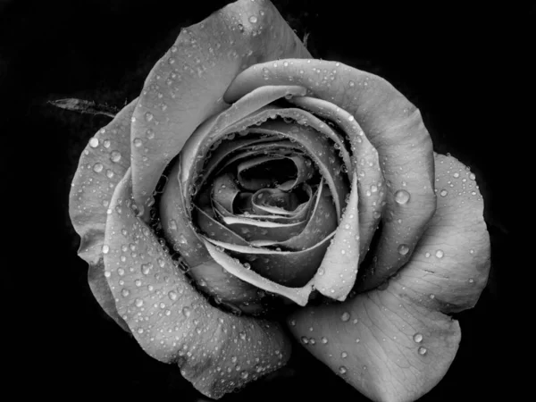 Gotas Rosas Flor Abstracta Rosa Blanca Negra Sobre Fondo Negro —  Fotos de Stock