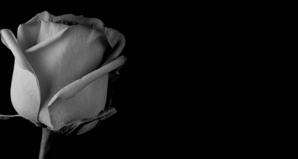 Drops Roses Abstract Flower Black White Rose Black Background Valentines — Stock Photo, Image