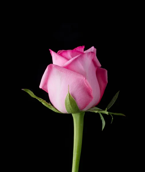 滴在玫瑰上 带有粉红玫瑰的抽象花朵在黑色背景上 情人节 母亲节 周年纪念日 吊唁卡片 美丽的玫瑰 关闭玫瑰 红色的Kamala — 图库照片