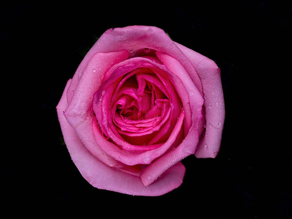 Drops on roses. Abstract flower with pink rose on black background - Valentines, Mothers day, anniversary, condolence card. Beautiful rose. close up roses . red kamala . panorama. red roses