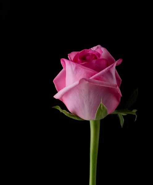 Drops Roses Abstract Flower Pink Rose Black Background Valentines Mothers — Stock Photo, Image