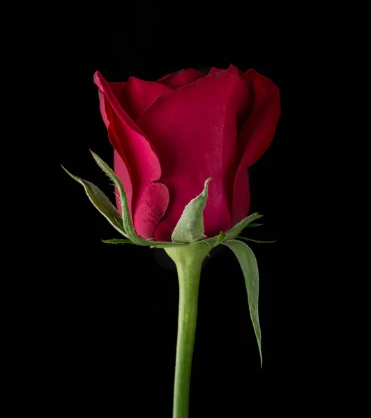 带有粉红玫瑰的抽象花朵在黑色背景上 情人节 母亲节 周年纪念日 吊唁卡片 美丽的玫瑰 关闭玫瑰 红色的Kamala 白色的玫瑰 滴在玫瑰上 — 图库照片