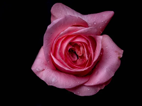 drops on roses. Abstract flower with pink rose on black background - Valentines, Mothers day, anniversary, condolence card. Beautiful rose. close up roses . red kamala . panorama