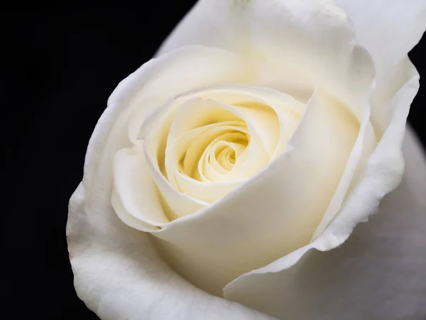 Gotas Rosas Flor Abstracta Rosa Blanca Sobre Fondo Negro San — Foto de Stock