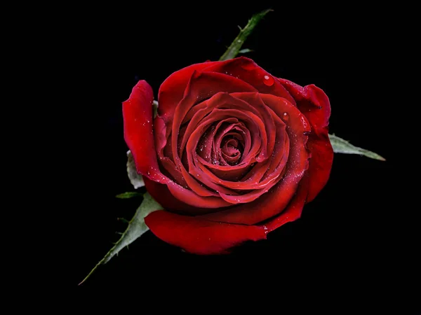 带有粉红玫瑰的抽象花朵在黑色背景上 情人节 母亲节 周年纪念日 吊唁卡片 美丽的玫瑰 关闭玫瑰 红色的Kamala 白色的玫瑰 滴在玫瑰上 — 图库照片