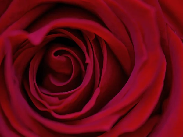 Flor Abstracta Con Rosa Sobre Fondo Negro San Valentín Día —  Fotos de Stock