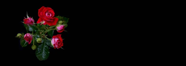 Абстрактна Квітка Рожевою Трояндою Чорному Тлі Валентина День Матері Річниця — стокове фото