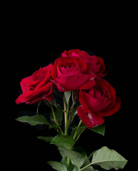 带有粉红玫瑰的抽象花朵在黑色背景上 情人节 母亲节 周年纪念日 吊唁卡片 美丽的玫瑰 关闭玫瑰 红色的Kamala 白色的玫瑰 — 图库照片