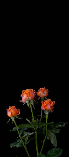 带有粉红玫瑰的抽象花朵在黑色背景上 情人节 母亲节 周年纪念日 吊唁卡片 美丽的玫瑰 关闭玫瑰 红色的Kamala 白色的玫瑰 — 图库照片