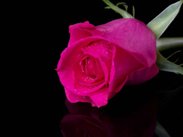 Güllerin üzerine damlalar. Siyah arka planda pembe gül olan soyut bir çiçek Sevgililer Günü, anneler günü, yıldönümü, taziye kartı. Güzel gül. Gülleri kapat. Kırmızı kamala. panorama