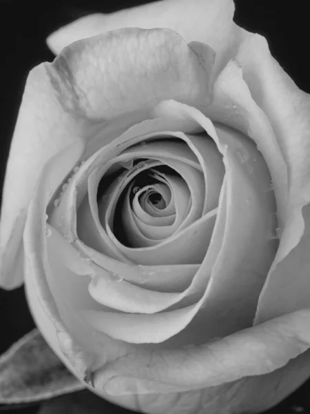 Краплі Троянд Абстрактна Чорна Квітка Чорному Тлі Валентина День Матері — стокове фото