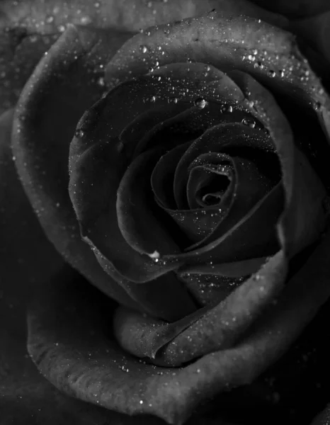 Drops Roses Abstract Flower Black White Rose Black Background Valentines — Stock Photo, Image