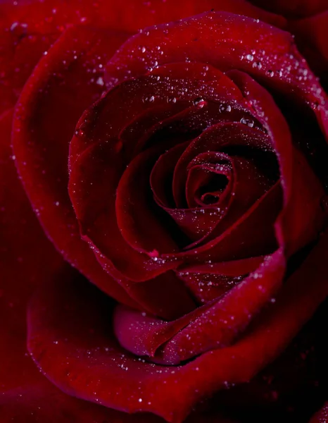 Flor Abstracta Con Rosa Sobre Fondo Negro San Valentín Día — Foto de Stock