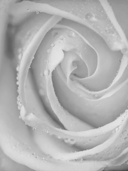 Kapky Růže Abstraktní Květina Černá Bílá Růže Černém Pozadí Valentýn — Stock fotografie