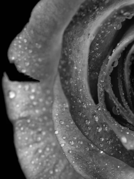 Gouttes Sur Les Roses Fleur Abstraite Rose Blanche Noire Sur — Photo