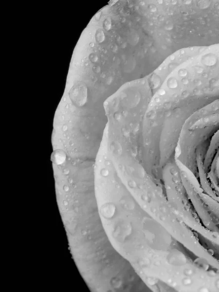 Drops Roses Abstract Flower Black White Rose Black Background Valentines — Stock Photo, Image