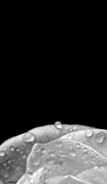 drops on roses. Abstract flower black white rose on black background - Valentines, Mothers day, anniversary, condolence card. Beautiful rose. close up roses . monochrome. panorama