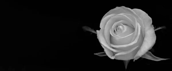 Gouttes Sur Les Roses Fleur Abstraite Rose Blanche Noire Sur — Photo