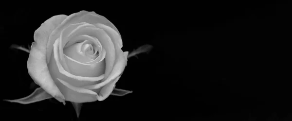 drops on roses. Abstract flower black white rose on black background - Valentines, Mothers day, anniversary, condolence card. Beautiful rose. close up roses . monochrome. panorama