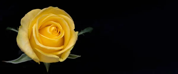 黑色背景上有红玫瑰的抽象花朵 情人节 母亲节 周年纪念日 吊唁卡片 美丽的玫瑰 关闭玫瑰 莱恩玫瑰 — 图库照片