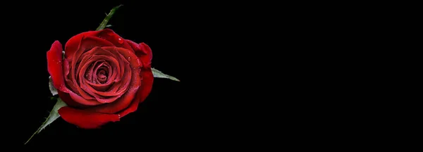 Flor Abstracta Con Rosa Sobre Fondo Negro San Valentín Día —  Fotos de Stock