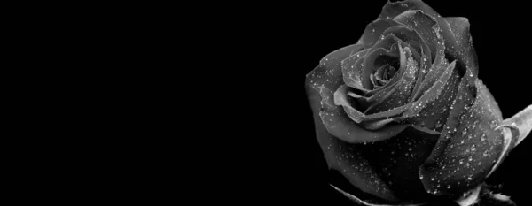 Gouttes Sur Les Roses Fleur Abstraite Rose Blanche Noire Sur — Photo