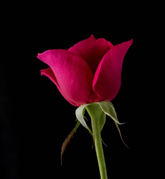 Abstract flower with pink rose on black background - Valentines, Mothers day, anniversary, condolence card. Beautiful rose. close up roses . St James park