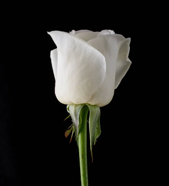 drops on roses. Abstract flower. white rose on black background - Valentines, Mothers day, anniversary, condolence card. Beautiful rose. close up roses . panorama. banner