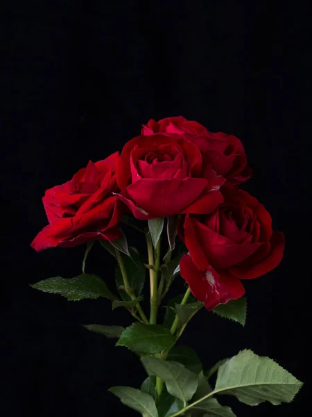 발렌틴 어머니 기념일 카드등검은 배경에 피었다 아름다운 장미를 클로즈업 합니다 스톡 사진