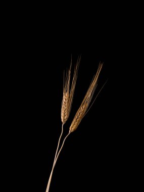 Koyu arkaplanda buğday ve tahıl kulakları