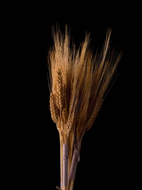 Koyu arkaplanda buğday ve tahıl kulakları