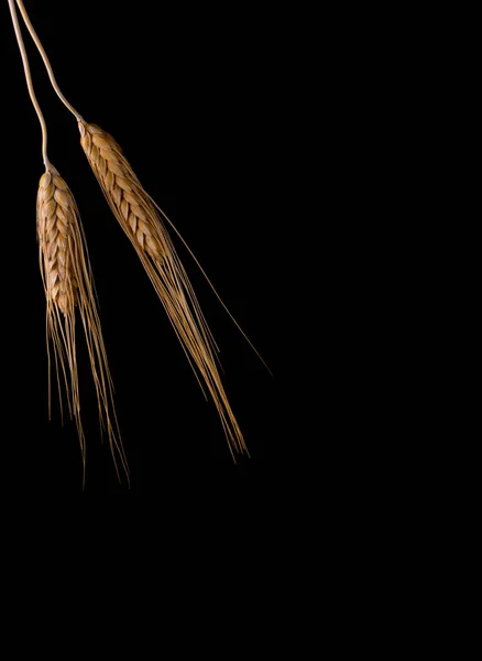 Ähren Aus Weizen Und Getreide Auf Dunklem Hintergrund — Stockfoto