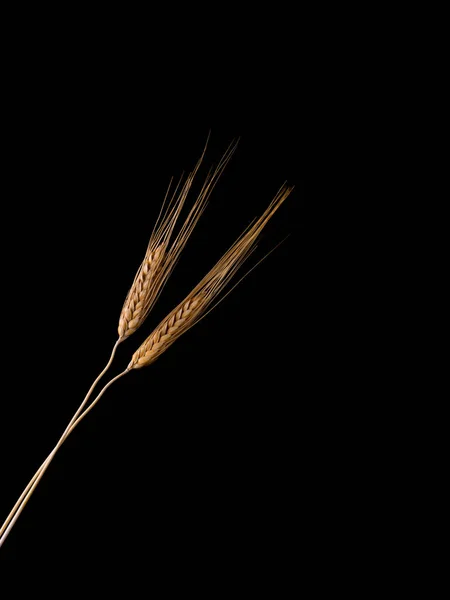 stock image Ears of wheat and grains on dark background