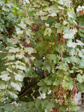 Kırmızı üzüm ağaçlarından bahçeler