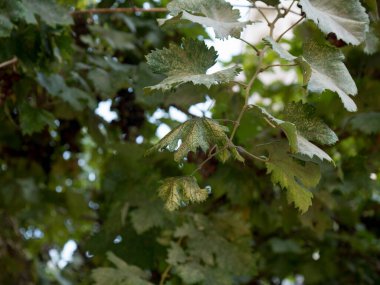 Kırmızı üzüm ağaçlarından bahçeler