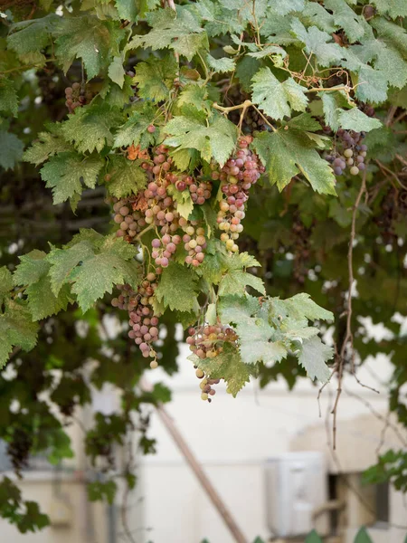 Jardin Vignes Rouges — Photo