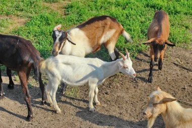 Yerli keçi sürüsü 