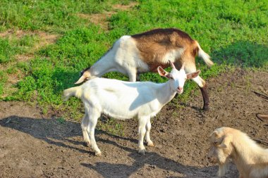 Yerli keçi sürüsü 