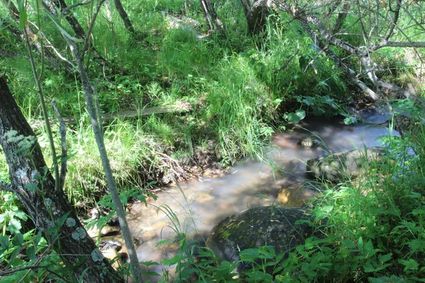 Sungai kecil di musim panas — Stok Foto