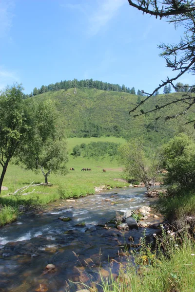 Small River in Summer — Stock Photo, Image