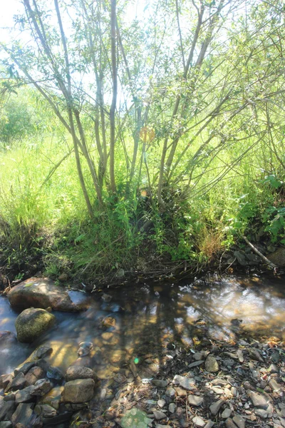 Pequeño río en verano — Foto de Stock